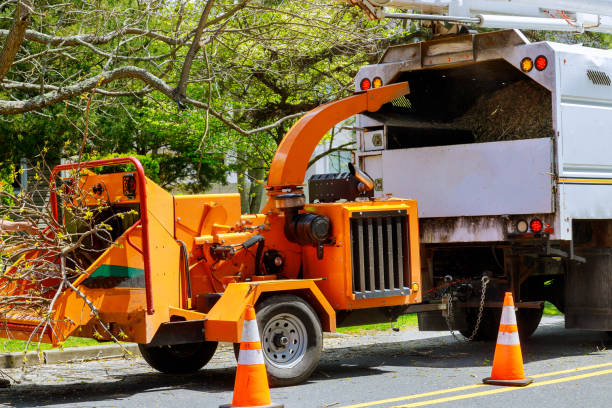 Trusted Searles Valley, CA  Tree Services Experts