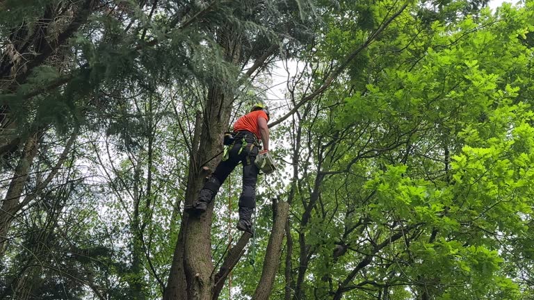 How Our Tree Care Process Works  in  Searles Valley, CA